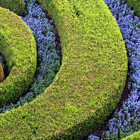 Flower Carpet