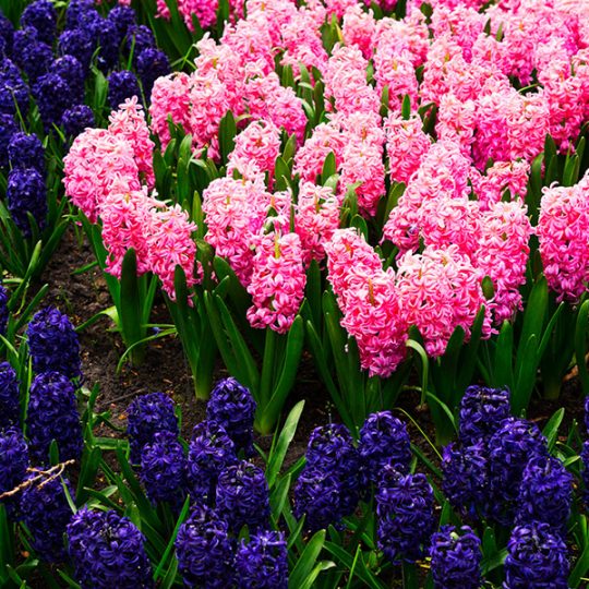 Hyacinth